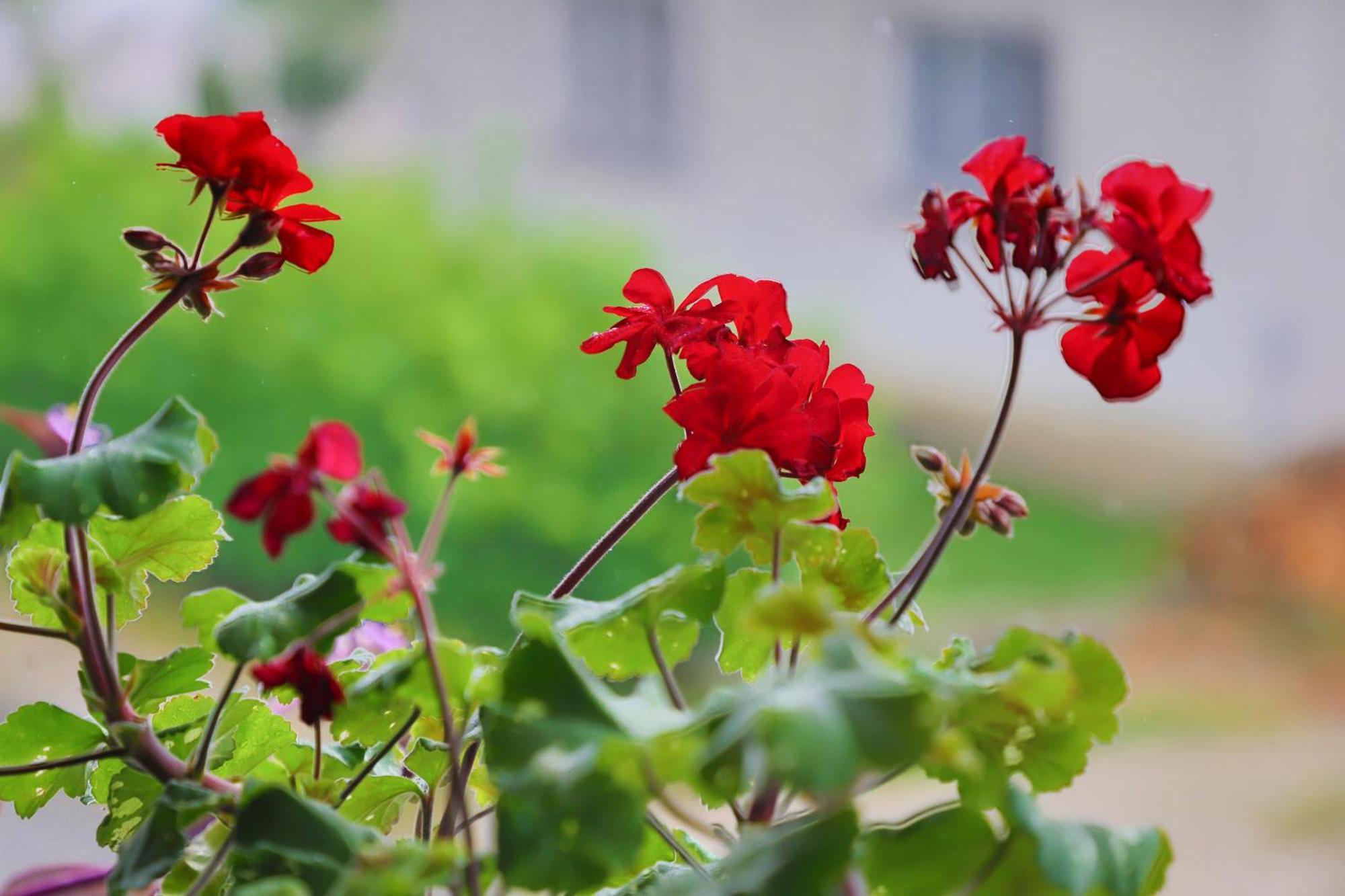 Apartman Bucko Bihac Luaran gambar